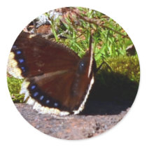 Mourning Cloak Butterfly Upclose Round Sticker