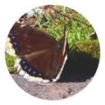 Mourning Cloak Butterfly Upclose stickers