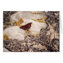 "Mourning Cloak" by Conrad Mieschke cards