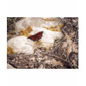 "Mourning Cloak" by Conrad Mieschke t-shirts