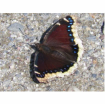 Mourning Cloak Cutout Magnet Photo Sculptures