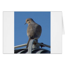 Mourning Dove cards by crystalreddell Mourning Dove cards