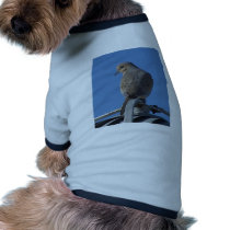 Mourning Dove pet clothing