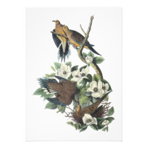Mourning Dove, John Audubon Custom Invitation