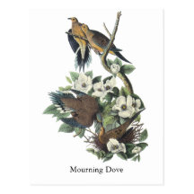 Mourning Dove, John Audubon Post Cards
