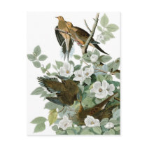 Mourning Dove, John James Audubon postcards