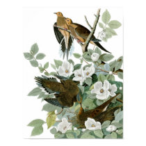 Mourning Dove, John James Audubon posters