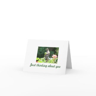 Mourning Dove Note Cards