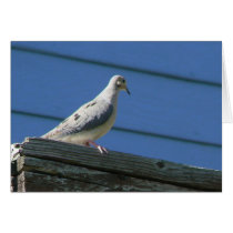 Mourning Dove on Deck cards