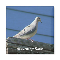 Mourning Dove on Deck magnets