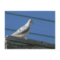 Mourning Dove on Deck postcards