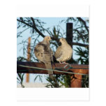 Mourning Dove Post Card
