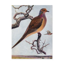Mourning Dove Post Cards