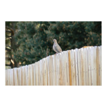 Mourning Dove posters