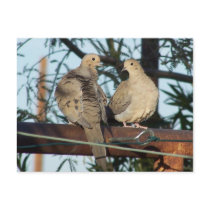 Mourning Doves In Love Postcard