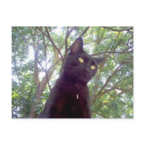 Mouschi postcards