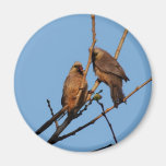Mouse birds in the tree magnet