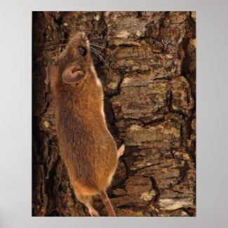 Mouse Climbing Tree Print