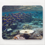 Mouse Mat - Powder Blue Surgeon Fish Mouse Pads