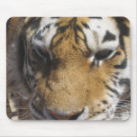 mouse pad tiger, Dominant Images