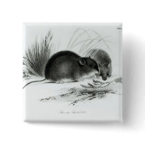 Mouse, Tierra del Fuego, South America c.1832-36 Pinback Buttons