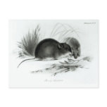 Mouse, Tierra del Fuego, South America c.1832-36 Post Card