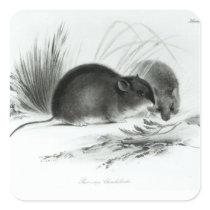 Mouse, Tierra del Fuego, South America c.1832-36 Sticker