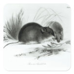 Mouse, Tierra del Fuego, South America c.1832-36 stickers