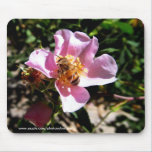 Mousepad - Bee on a wild rose mousepads
