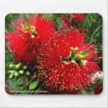 Mousepad - Colorful bottle brush tree mousepads