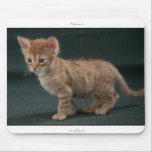 Mousepad: LaPerm kitten mousepads