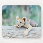 Mousepad -  Lion cub on tree