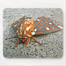 Mousepad real de la polilla