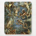 Mousepad Vintage Artist Ernst Haeckel Batrachia by Zazzle_Vintage Mousepad Vintage Artist Ernst Haeckel Batrachia