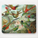 Mousepad Vintage Artist Ernst Haeckel Trochilidae by Zazzle_Vintage Mousepad Vintage Artist Ernst Haeckel Trochilidae