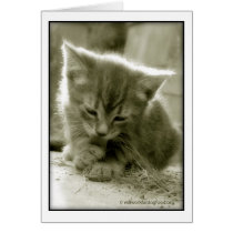 Mouser Grooming  Card cards