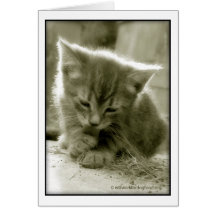 Mouser Grooming  Card