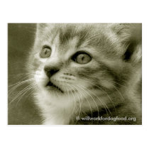 Mouser Watching a Bird Postcard postcards