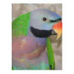 Moustached Parakeet Post Cards