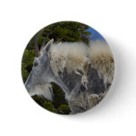 Moutain Goat In Glacier Park buttons