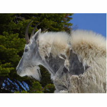 Moutain Goat In Glacier Park photo sculptures