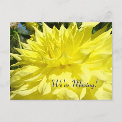 Moving Postcards on Moving Postcards We Re Moving  Post Cards Yellow Dahlias Post Cards