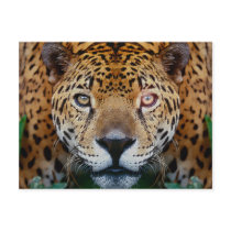 mp 38 postcards by REDINARD mp 38 postcards