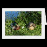 Mr and Mrs Mallard (Bordered) cards