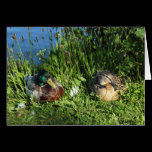 Mr and Mrs Mallard cards