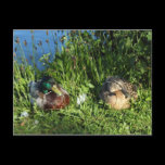 Mr and Mrs Mallard postcards