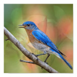 Mr. Beautiful Bluebird Posters
