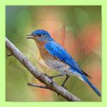Mr. Beautiful Bluebird posters