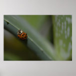 Mr. Bug Posters