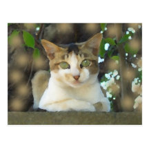 Mr. Cat Postcard 003
